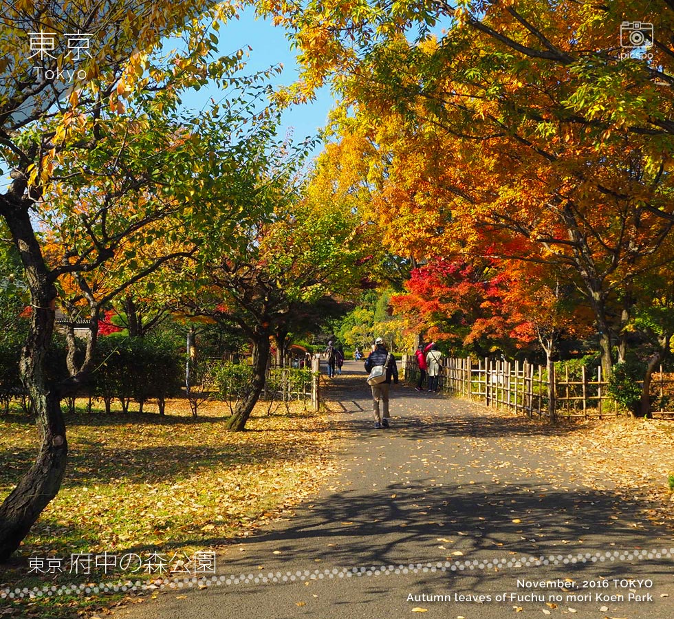 府中の森公園の日本庭園の紅葉