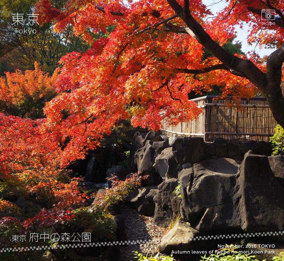府中の森公園の日本庭園の紅葉