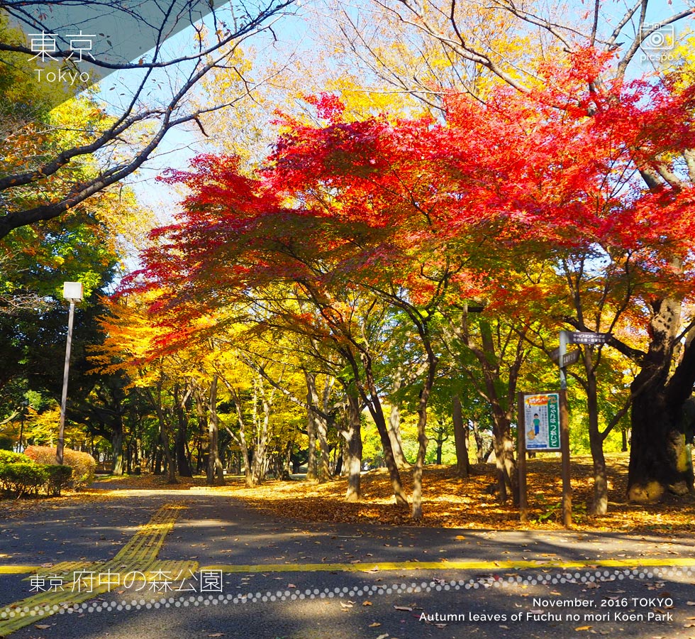 府中の森公園：武蔵野の森の紅葉