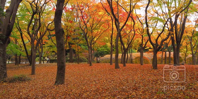 일본 도쿄 [치요다구] 키타노마루 공원 (北の丸公園)  의 단풍