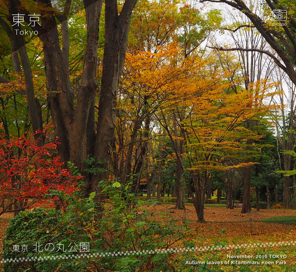 北の丸公園：芝生広場の紅葉（11月中旬）