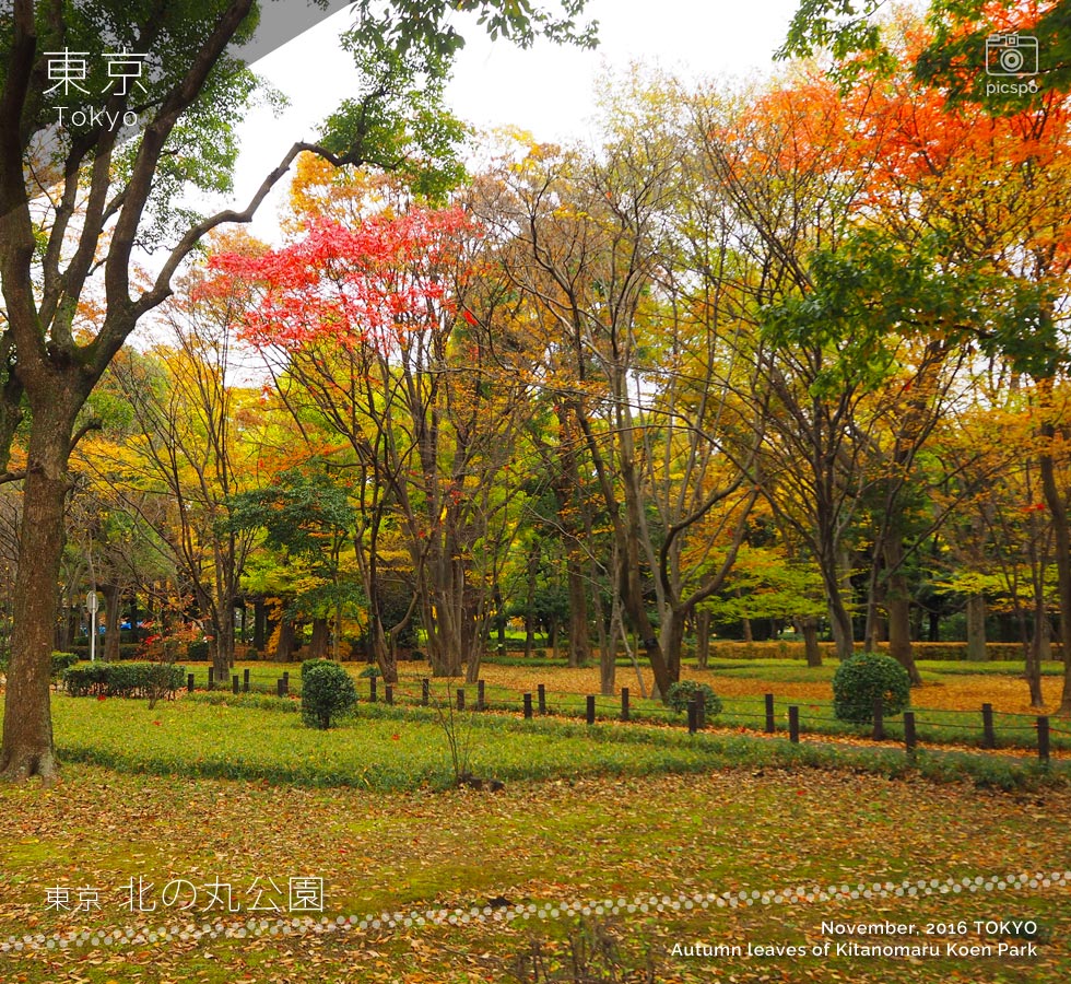 北の丸公園：芝生広場の紅葉（11月中旬）