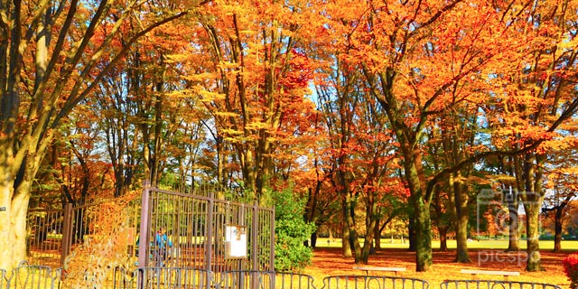 小金井公園と江戸東京たてもの園の紅葉
