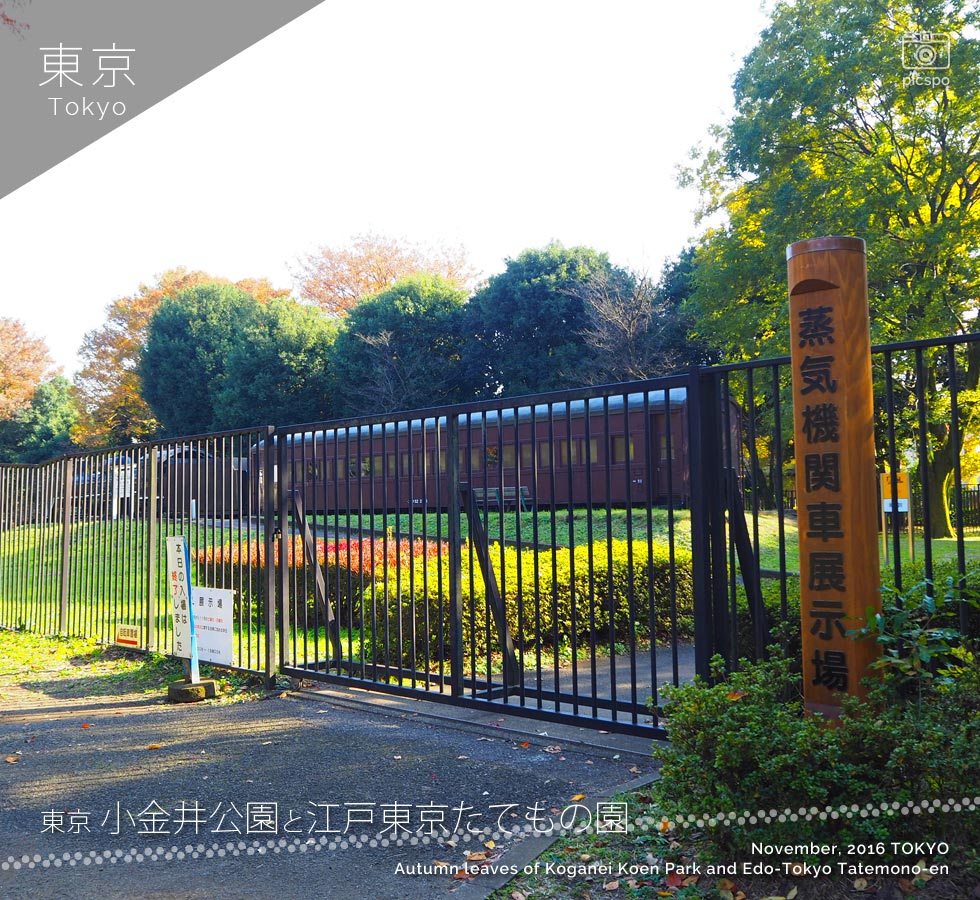 小金井公園：蒸気機関車展示場の紅葉