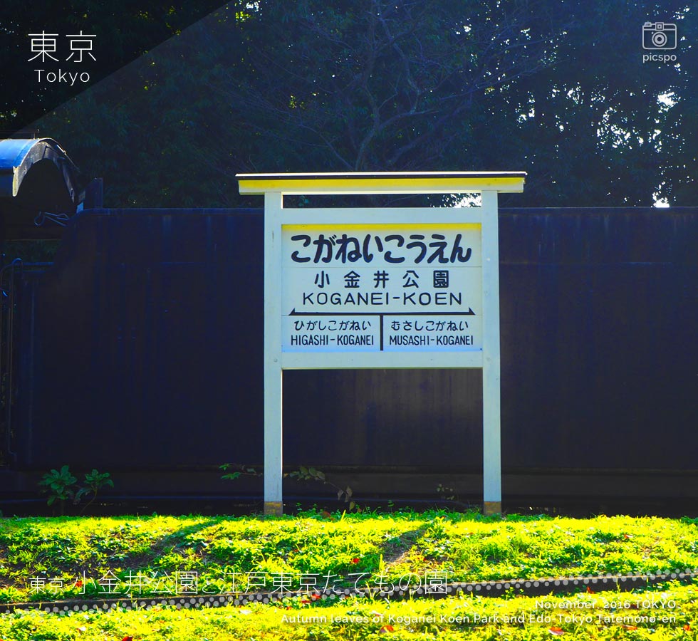 小金井公園：蒸気機関車展示場の紅葉