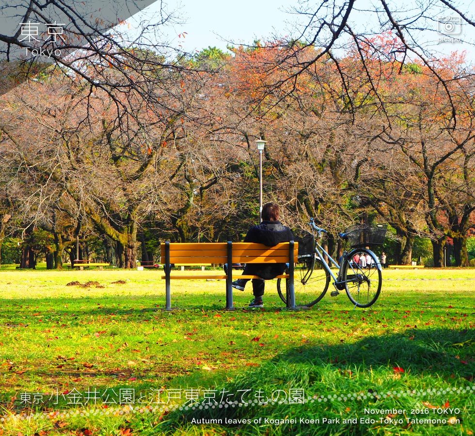小金井公園と江戸東京たてもの園の紅葉
