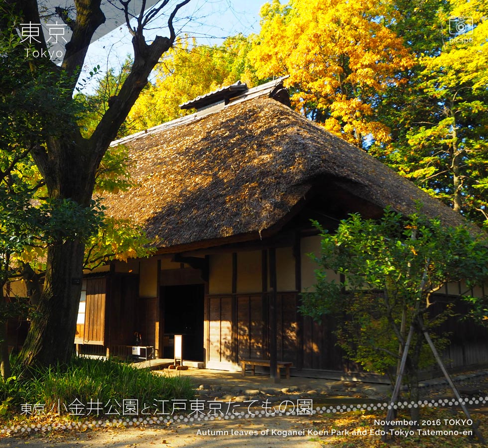 江戸東京たてもの園：吉野家の紅葉