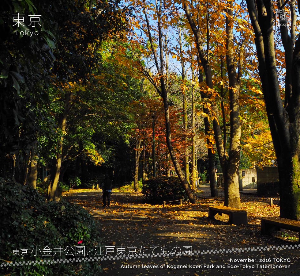 江戸東京たてもの園：武蔵野の道の紅葉