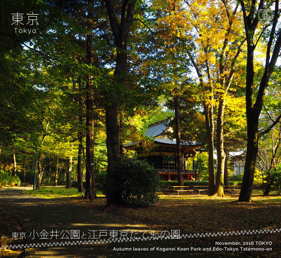 江戸東京たてもの園：旧自証院霊屋の紅葉