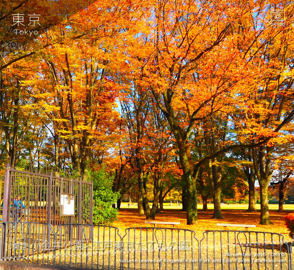 小金井公園の園の紅葉