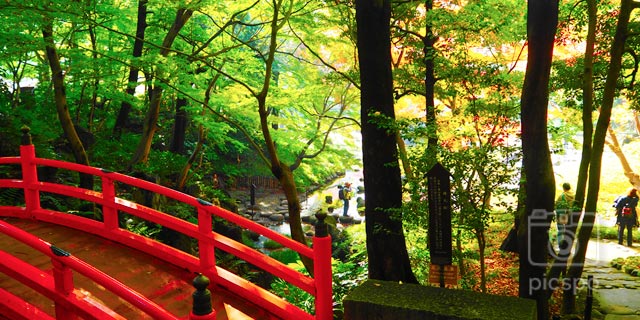Japan Tokyo : Autumn leaves of Koishikawa Korakuen (小石川後楽園)