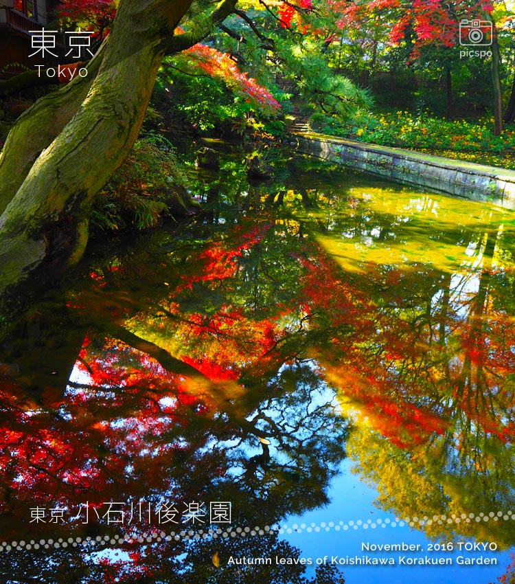 小石川後楽園の紅葉：西湖の堤