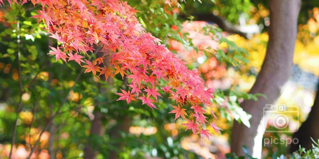 小石川後楽園の紅葉（11月末）