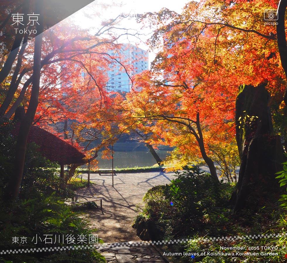 小石川後楽園：丸屋付近の紅葉（11月末）
