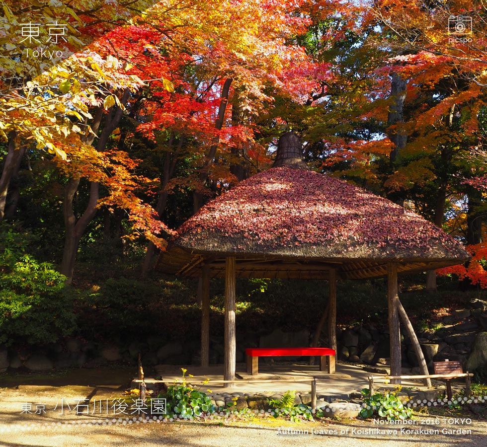 東京で一･二を争う美しさ！小石川後楽園の紅葉