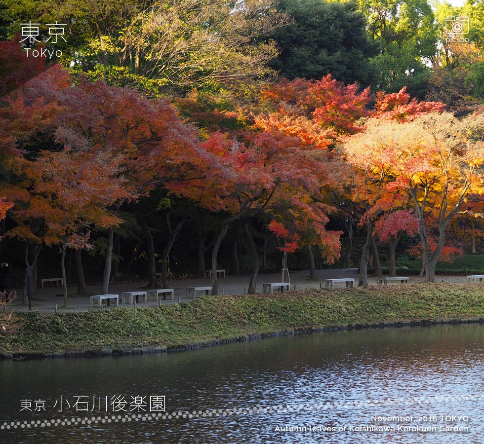 小石川後楽園：紅葉林の紅葉（11月末）