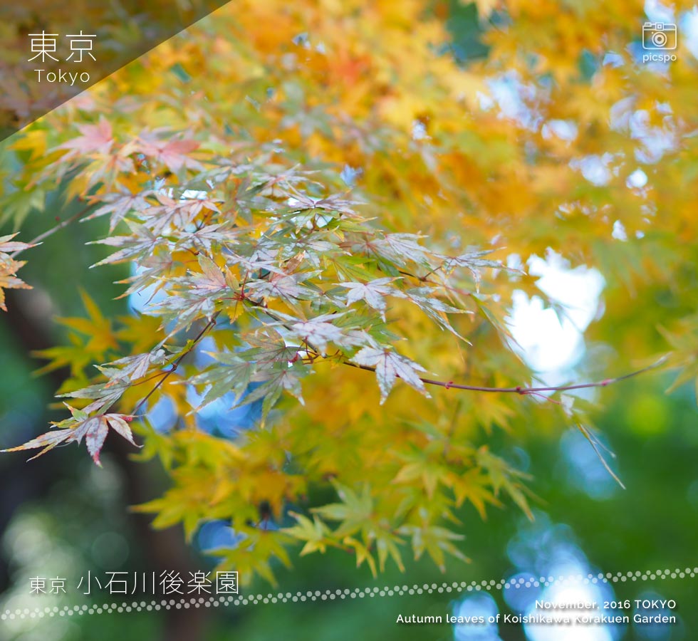小石川後楽園：紅葉林の紅葉（11月末）