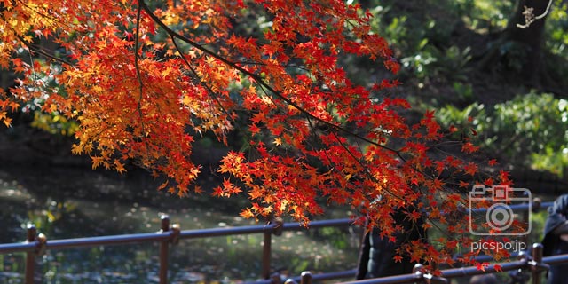 小石川後楽園の紅葉（12月頭）