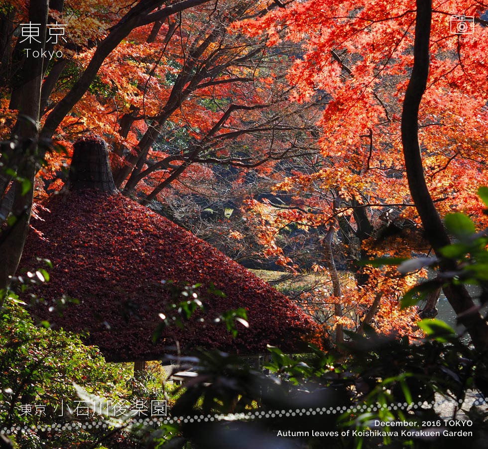 小石川後楽園：丸屋付近の紅葉（12月頭）