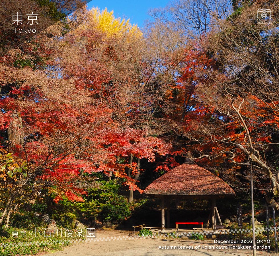 小石川後楽園：丸屋付近の紅葉（12月頭）