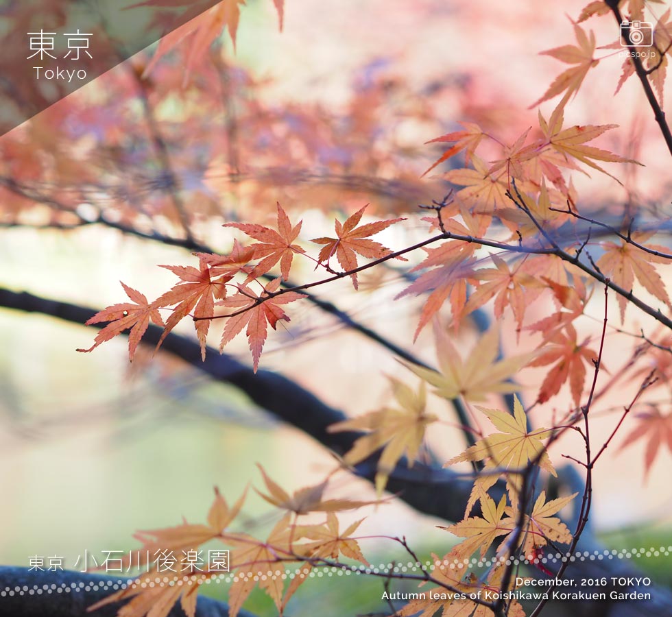 小石川後楽園：紅葉林の紅葉（12月頭）