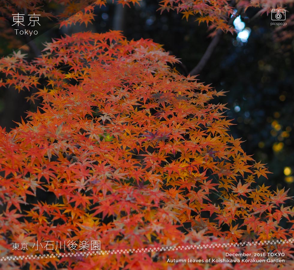 小石川後楽園：紅葉林の紅葉（12月頭）