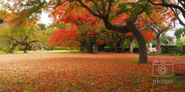Japan Tokyo : Autumn leaves of Koishikawa Botanical Garden (小石川植物園)