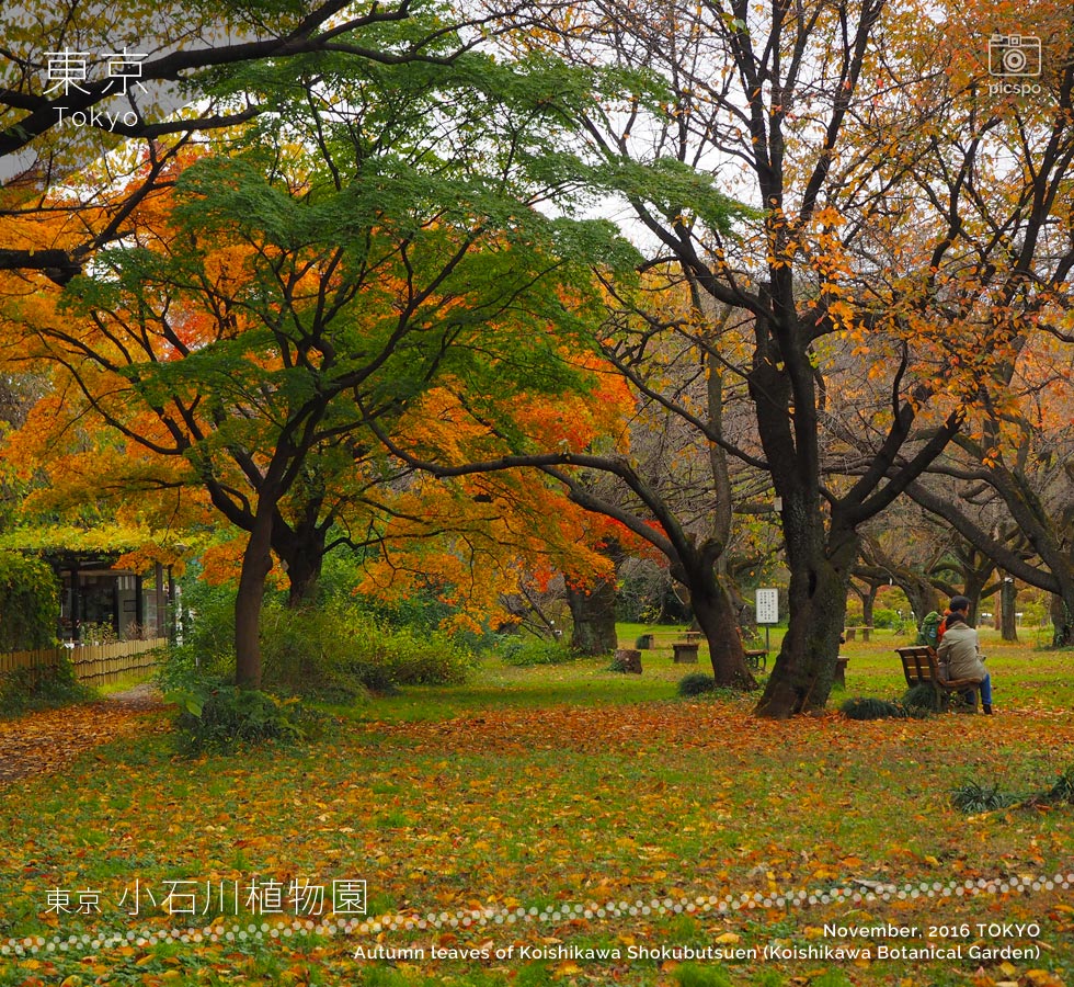 小石川植物園の紅葉：ソメイヨシノ林