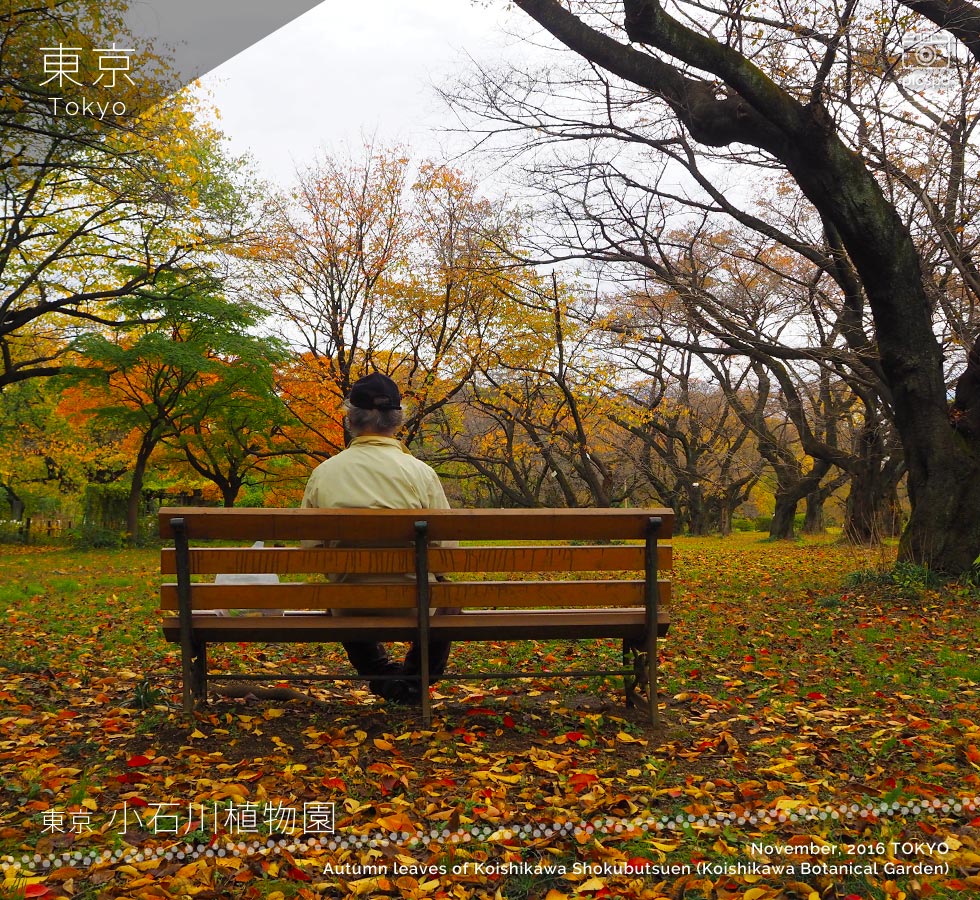 小石川植物園の紅葉：ソメイヨシノ林