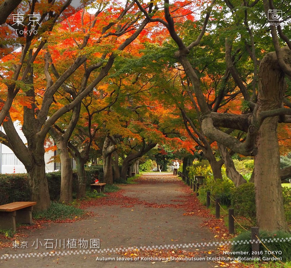 小石川植物園の紅葉：カエデ並木