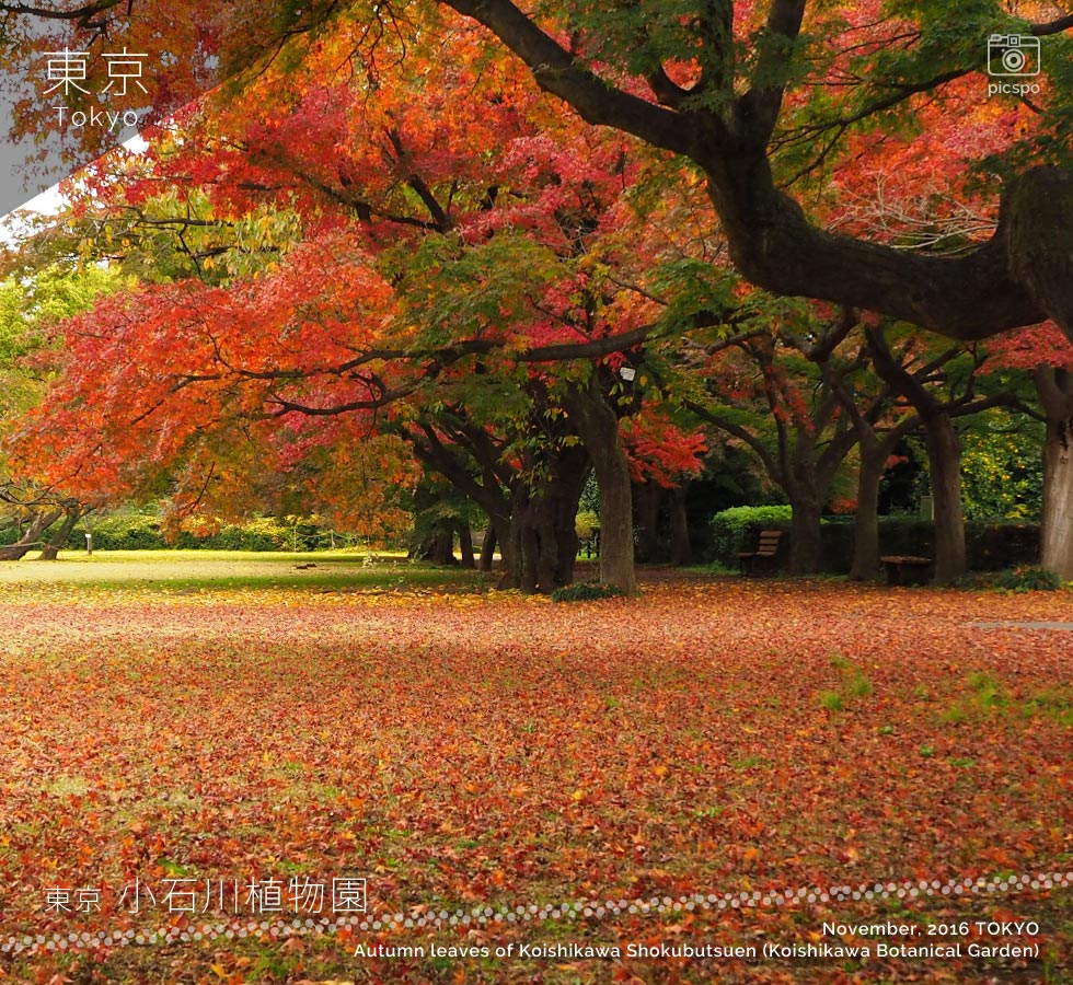 小石川植物園の紅葉：カエデ並木