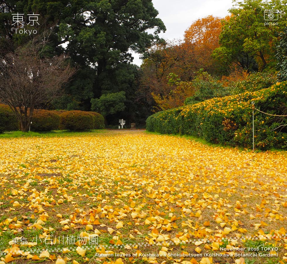 小石川植物園の紅葉：イチョウ
