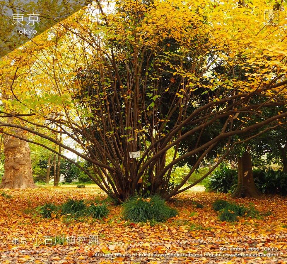 小石川植物園の紅葉：トサミズキ