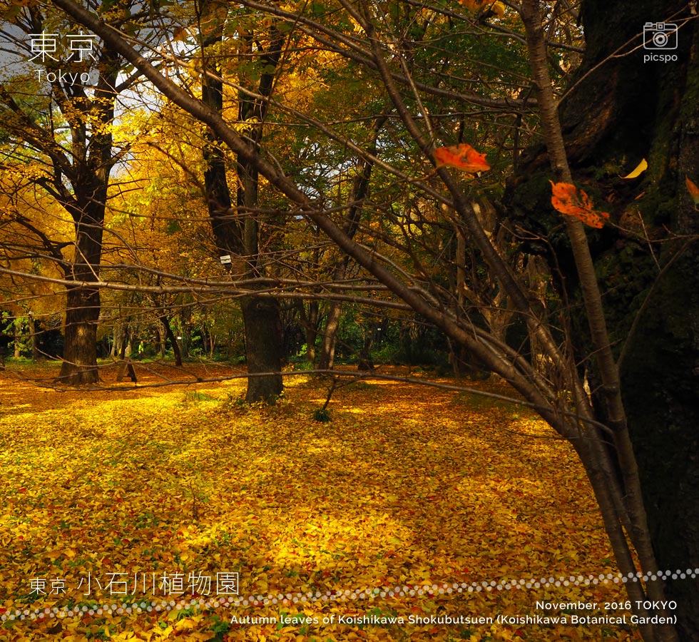 紅葉も楽しめ、憩えて運動にもなる！小石川植物園
