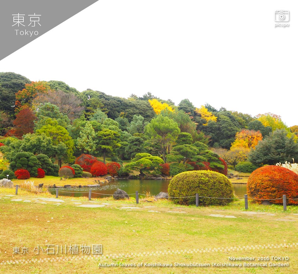 小石川植物園 日本庭園の紅葉