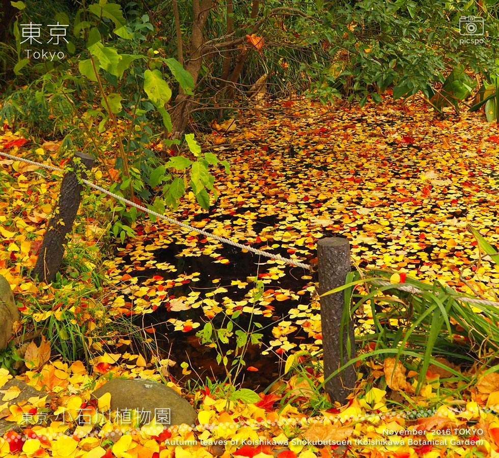 小石川植物園の紅葉：ナンキンハゼ