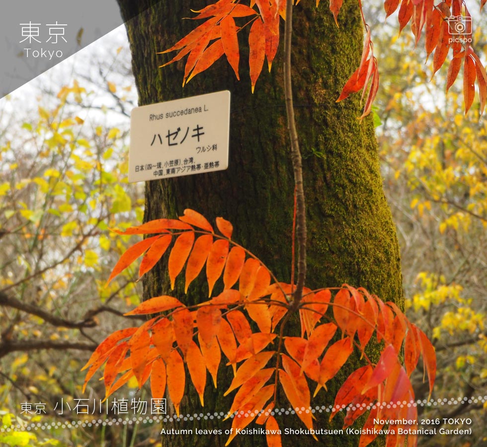小石川植物園の紅葉：ハゼノキ