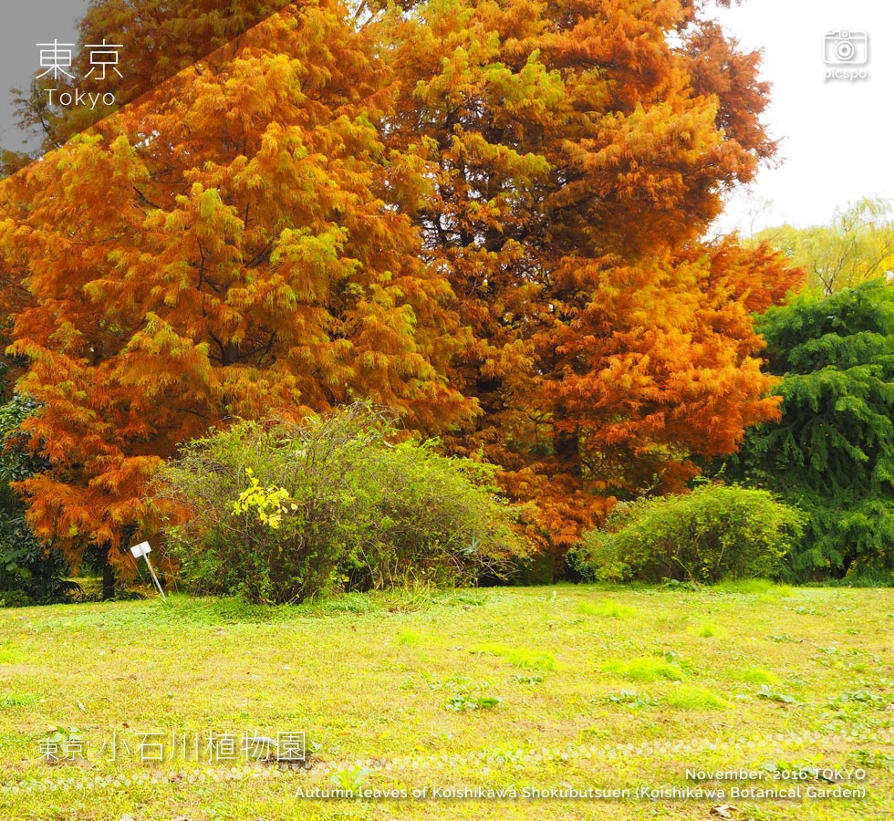 小石川植物園の紅葉：ラクウショウ