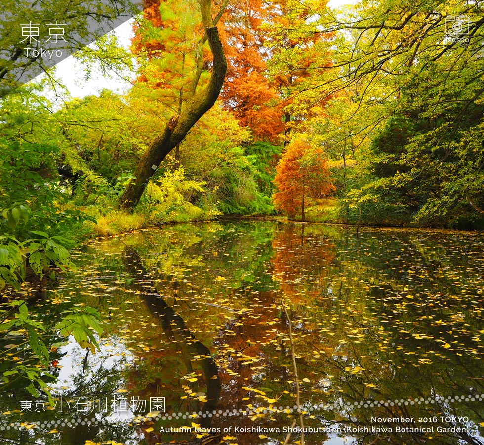 小石川植物園の紅葉：ラクウショウ