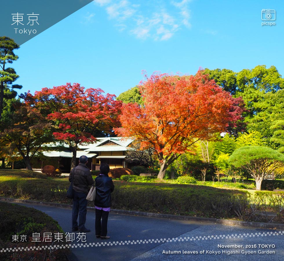 皇居東御苑：諏訪の茶屋前の紅葉