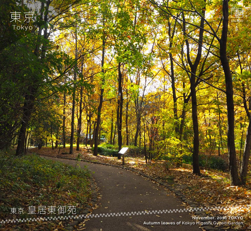皇居東御苑：二の丸雑木林の紅葉
