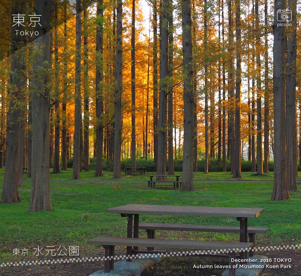 水元公園メタセコイヤの森の紅葉