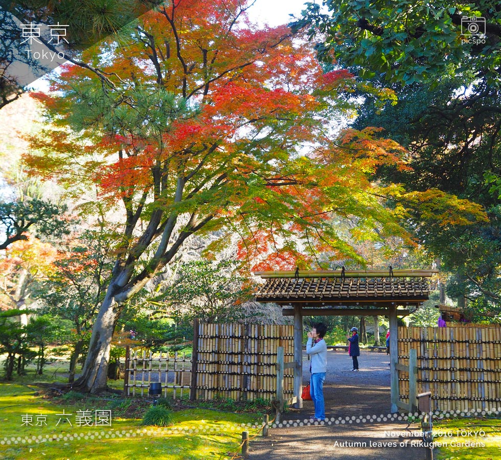 東京都心で一番有名な紅葉の名所「六義園」