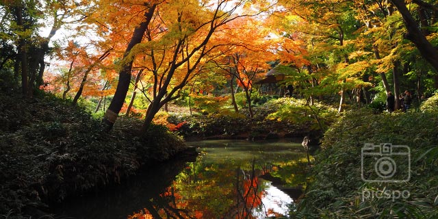 Japan Tokyo : Autumn leaves of Rikugien Gardens (六義園) *Late Nov, Early Dec