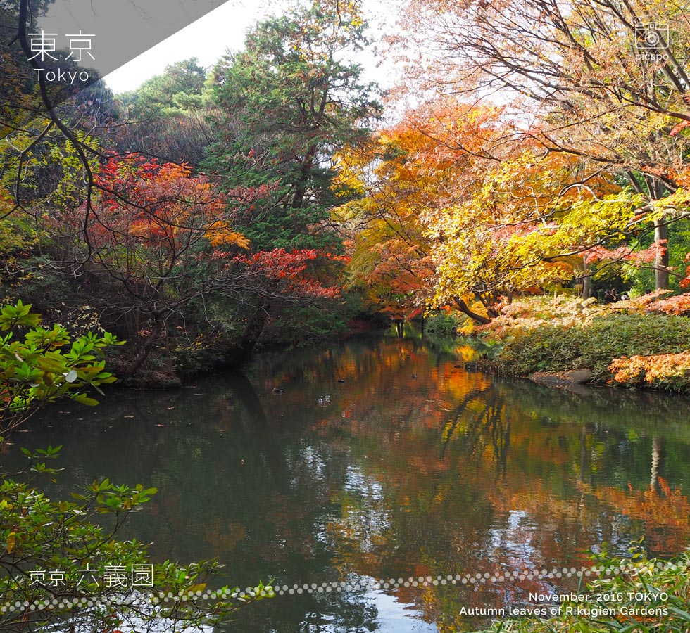 六義園の紅葉（11月末）剡渓流沿い