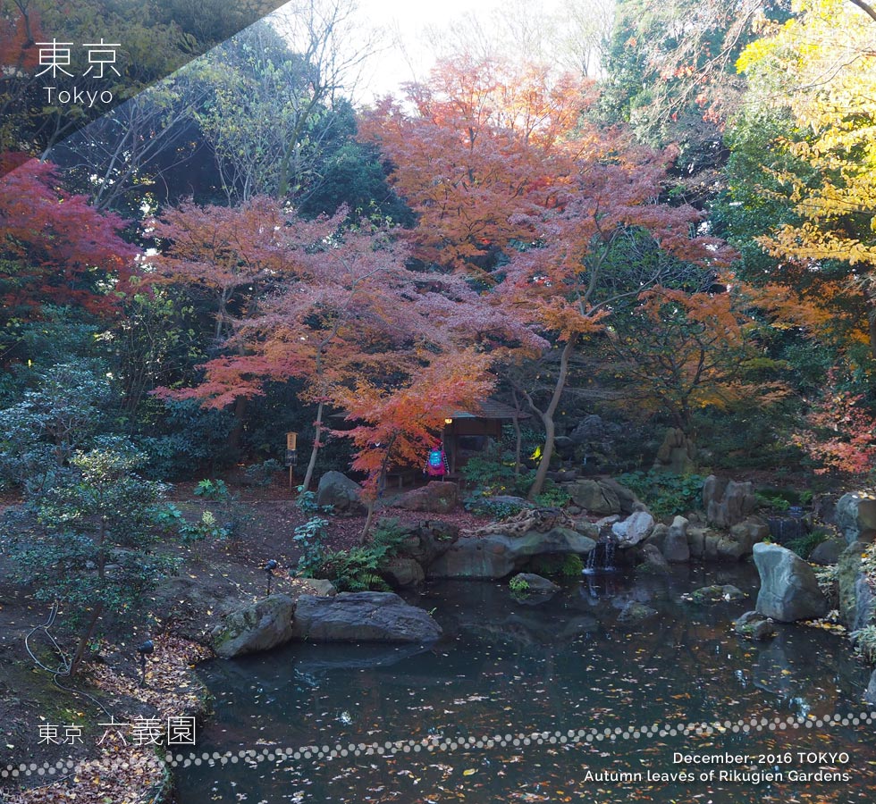 六義園の紅葉（12月頭）滝見の茶屋