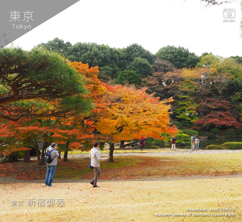新宿御苑の紅葉：日本庭園
