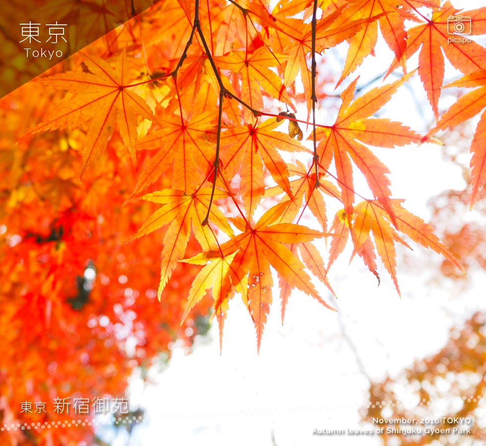 Autumn leaves of Shinjuku Gyoen