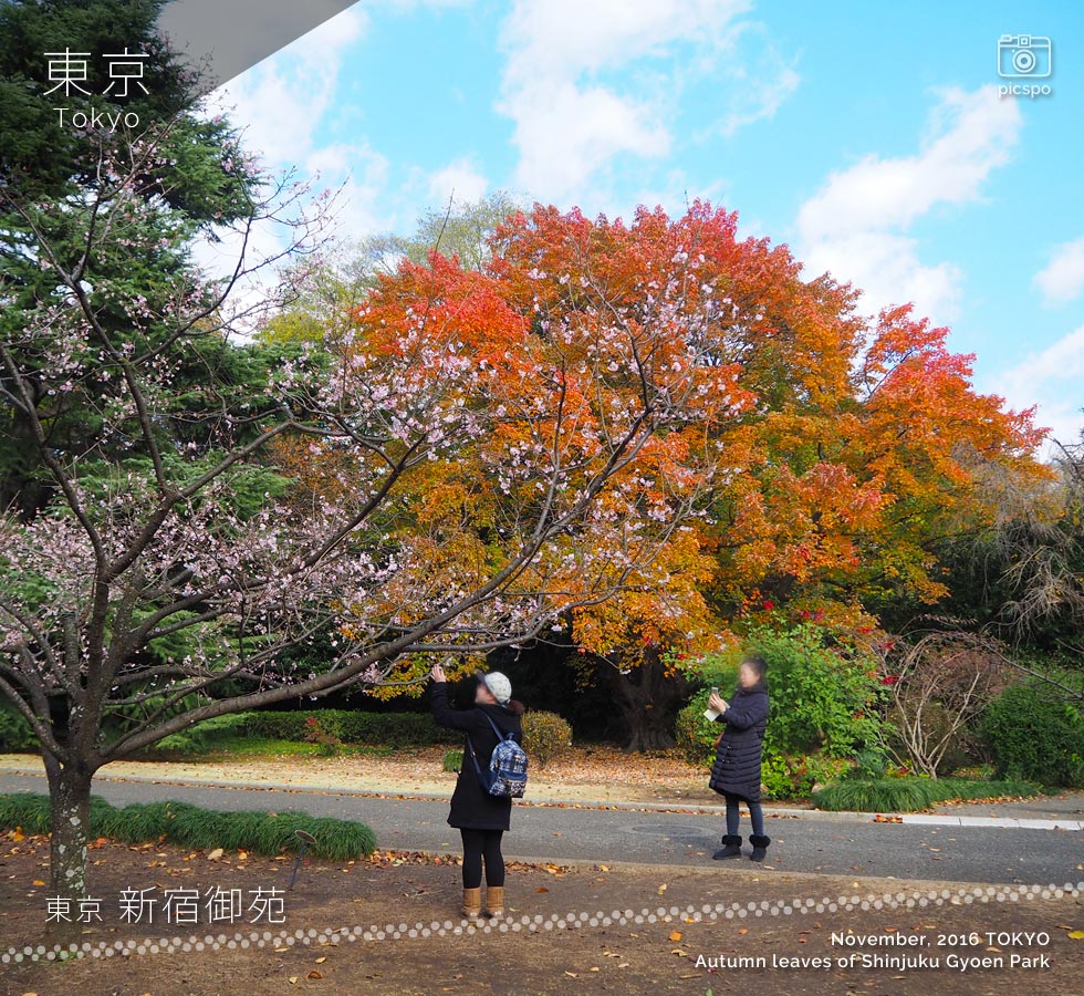 新宿御苑の紅葉：花の木（ハナノキ）、十月桜
