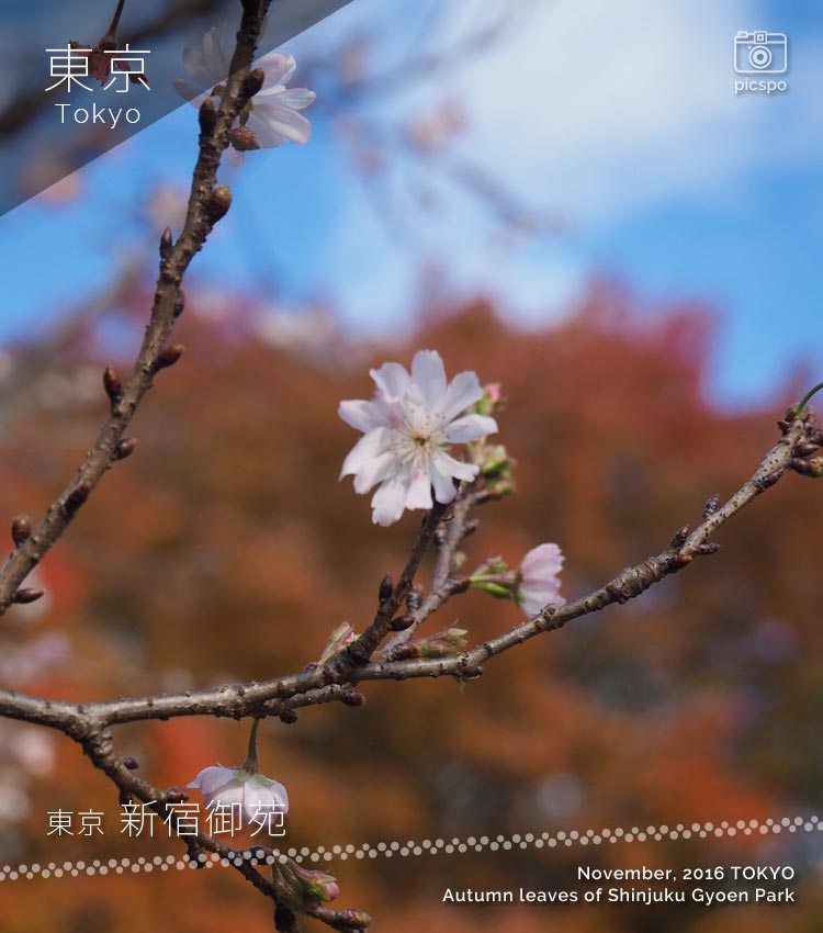 新宿御苑の紅葉：十月桜（ジュウガツザクラ）